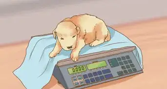 Whelp and Raise a Premature Puppy