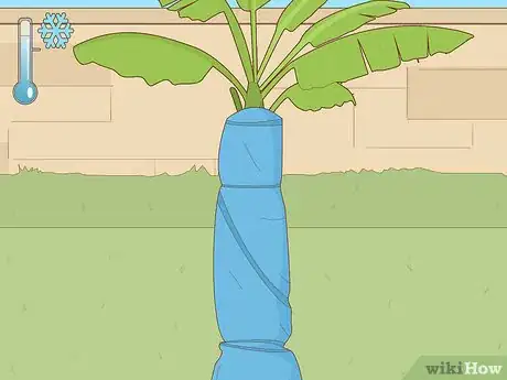 Image titled Grow Banana Plants Step 17