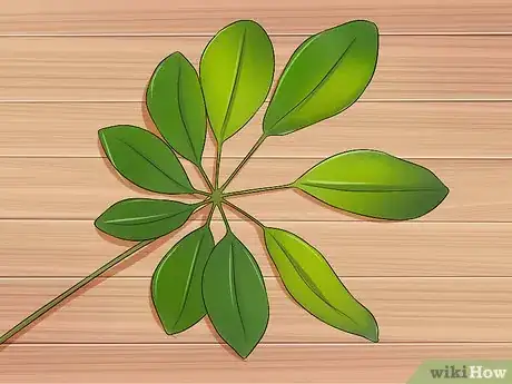 Image titled Prune a Schefflera Plant Step 3