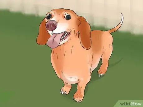 Image titled Make Your Wiener Dog Happy Step 10