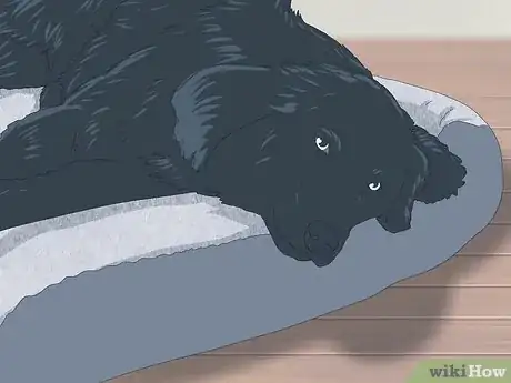 Image titled Make Sure That Your Dog Is Okay After Giving Birth Step 10