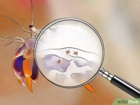 Image titled Eliminate Mites from a Pet Hermit Crab Tank Step 13