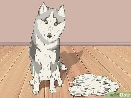 Image titled Groom a Siberian Husky Step 22