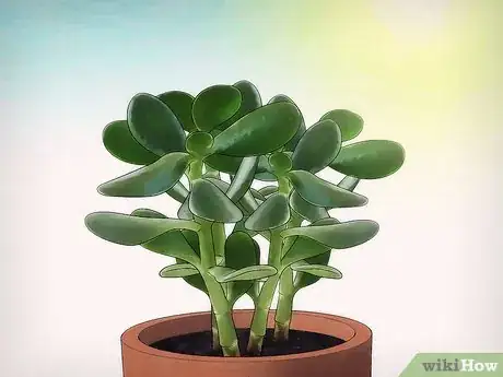 Image titled Grow a Jade Plant Step 8