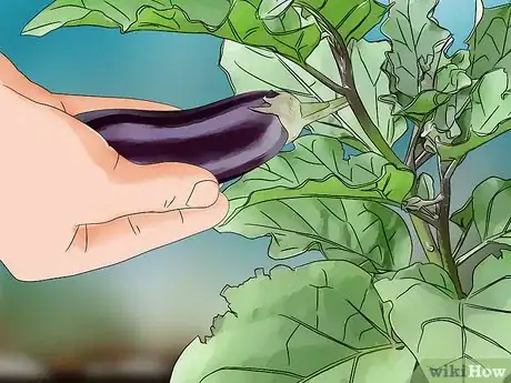 Image titled Grow Eggplant Step 16