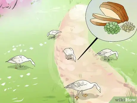 Image titled Feed Geese Safely Step 11