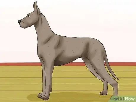 Image titled Diagnose Bloat in Great Danes Step 5