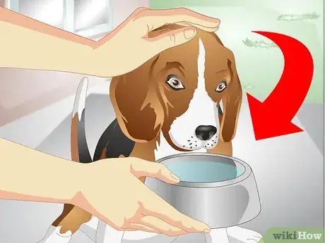 Image titled Get a Sick Dog to Drink Step 5