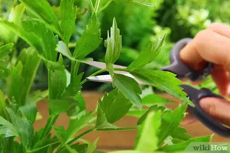 Image titled Dry Herbs in the Oven Step 3