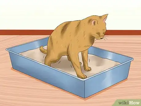 Image titled Ensure That Your Cat Finishes Its Food Step 10