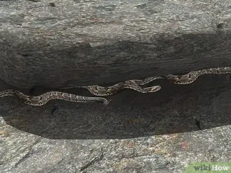 Image titled Identify a Timber Rattlesnake Step 8