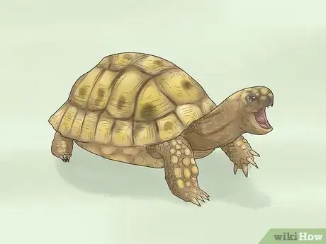 Image titled Identify Turtles Step 12