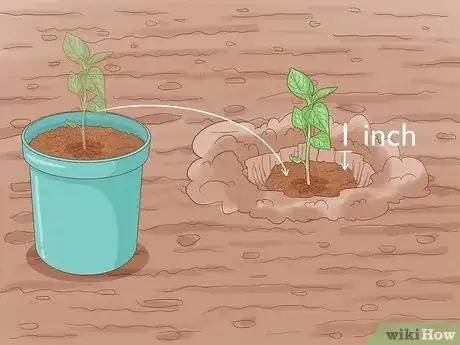 Image titled Grow Hot Peppers Step 10