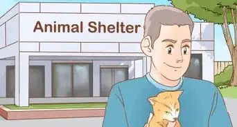 Take Care of a Cat