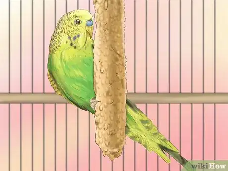 Image titled Choose a Good Budgie Step 6