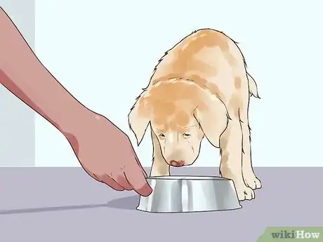 Image titled Handle Hypoglycemia in Young Puppies Step 2