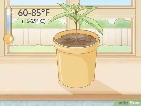 Image titled Plant Avocado Seed in Soil Step 10