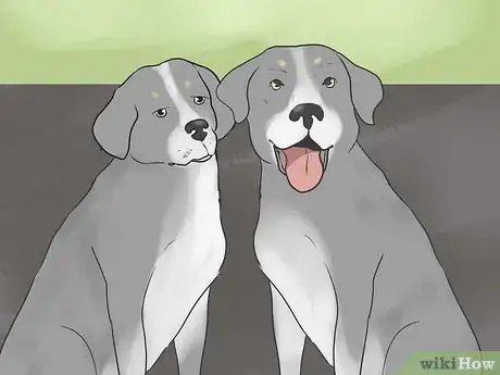 Image titled Become a Dog Breeder Step 15