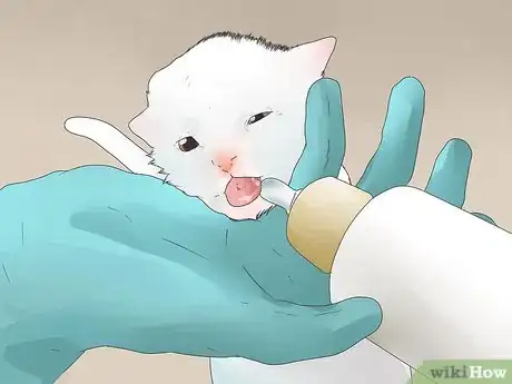 Image titled Feed a Baby Kitten Without a Mother Step 9