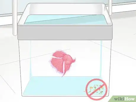 Image titled Pick a Betta Fish Step 10