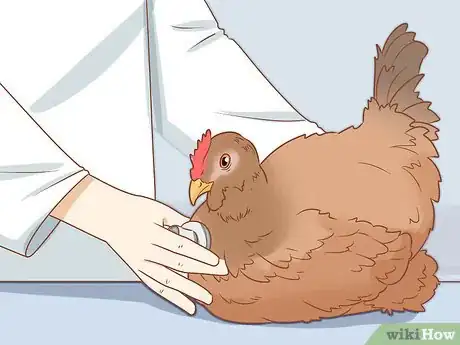 Image titled Cure a Chicken from Egg Bound Step 8