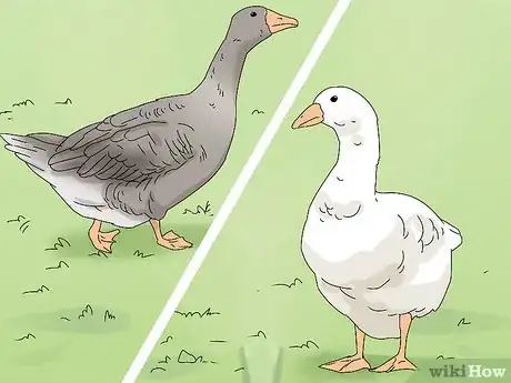 Image titled Breed Geese Step 1