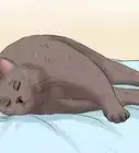 Encourage Your Cat to Go to Sleep