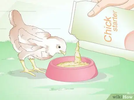 Image titled Care for a Chick Step 15