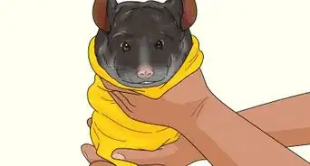 Catch a Chinchilla