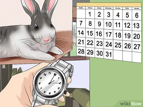 Image titled Teach a Rabbit Not to Scratch Step 12