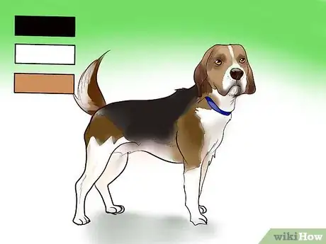 Image titled Identify a Beagle Step 1