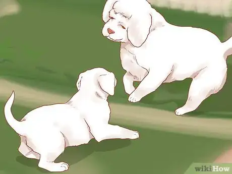 Image titled Take Care of a Labrador Puppy Step 11