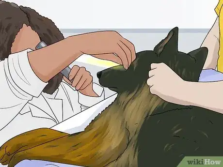 Image titled Keep a German Shepherd's Coat Shiny Step 15