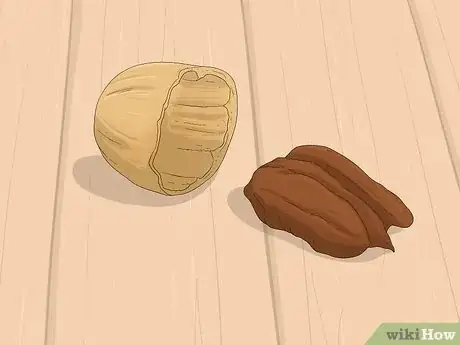 Image titled Identify Hickory Nuts Step 18