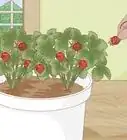 Grow Strawberries in a Pot