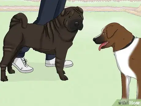 Image titled Identify a Shar‐Pei Step 12