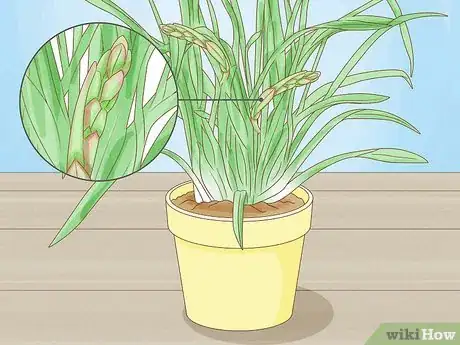 Image titled Grow Cymbidium Orchids Step 1