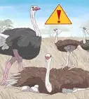 Survive an Encounter with an Ostrich