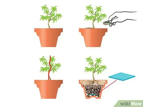 Image titled Start a Bonsai Tree Step 10