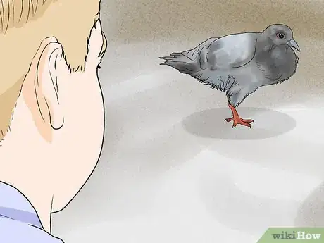 Image titled Catch Pigeons Step 11