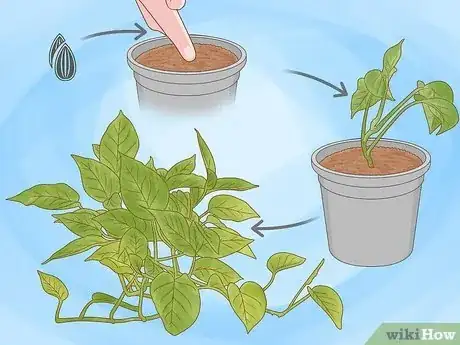 Image titled Propagate Your Plants Step 15