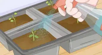 Thin Out Seedlings