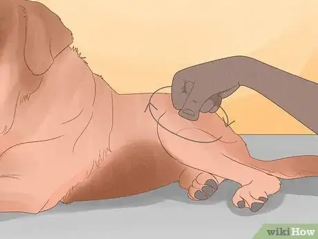 Image titled Massage a Dog to Poop Step 8