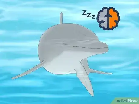 Image titled How Do Dolphins Sleep Step 1