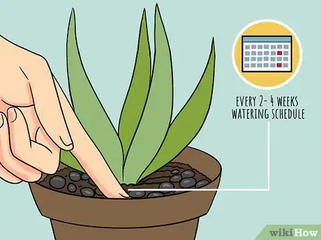 Image titled Revive a Dying Aloe Vera Plant Step 7