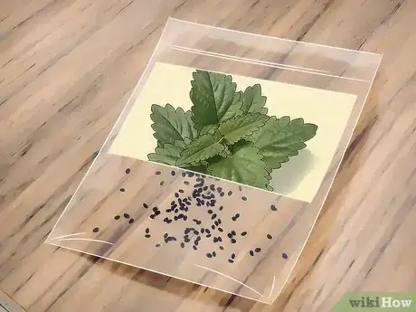 Image titled Grow Catnip Step 1