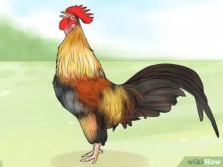 Image titled Stop a Rooster from Crowing Step 1