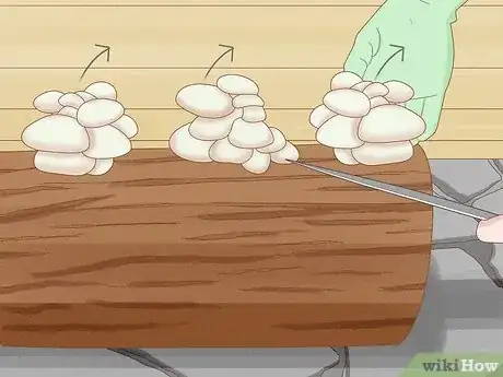 Image titled Grow Edible Mushrooms Step 15