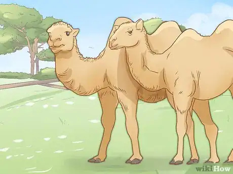 Image titled Care for a Camel Step 16