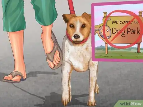 Image titled Care for a Jack Russell Step 12